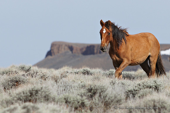 Pilot Butte Mustangs, May 2011