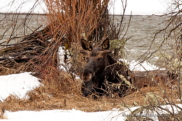 Resting Moose - Just East of Yellowstone, May 2011