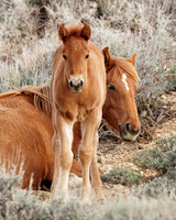 Pilot Butte Mustangs, May 2011
