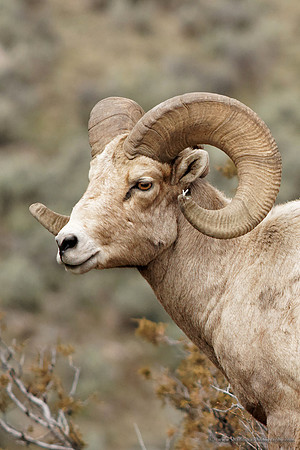 Yellowstone Ram