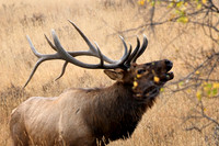 Rocky Mountain National Park Autumn Elk Rut