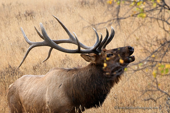 Rocky Mountain National Park Autumn Elk Rut