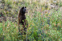 RMNP Black Bear - Rare sighting within Rocky Mountain National Park