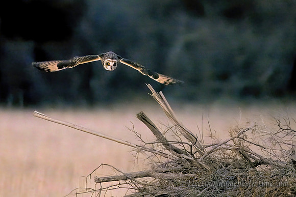 Short-Eared Owl takes Flight!