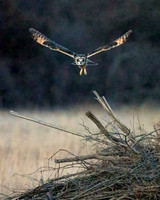Platte River Short-Eared Owl - Vertical Orientation