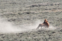 Pilot Butte Mustangs, May 2011