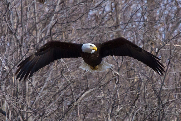 Nebraska Eagles Feb 2012 02