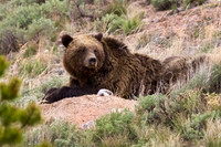 Grizzly Sow "QuadMom" resting with Cubs