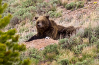 Grizzly Sow "QuadMom" resting with Cubs