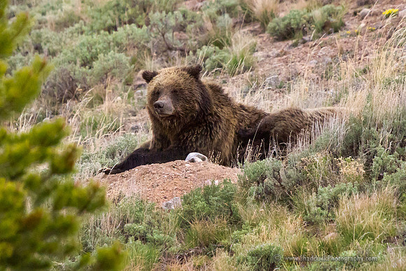 Grizzly Sow "QuadMom" resting with Cubs