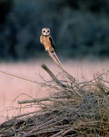 Platte River Short-Eared Owl - Waiting for LiftOff!