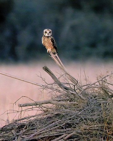 Platte River Short-Eared Owl - Waiting for LiftOff!