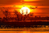 March 2022 Sandhill Crane Sunrise on the Platte River NW of Hastings, Nebraska