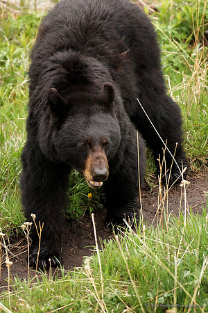 Yellowstone Blackbear
