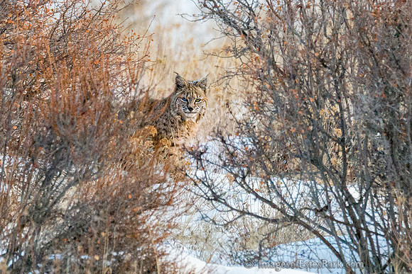 Early Morning Bobcat in RMNP. Dec 2013