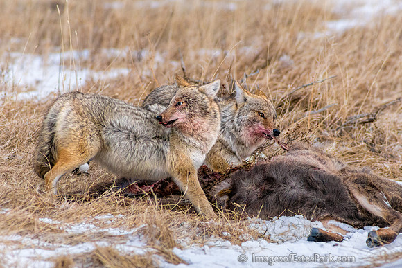 Teamwork - RMNP