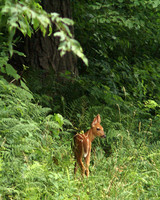 Shenandoah National Park Fawn