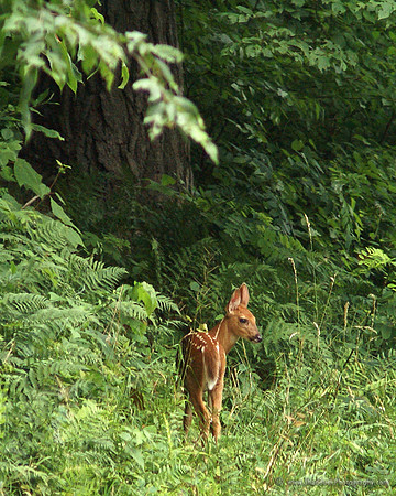 Shenandoah National Park Fawn
