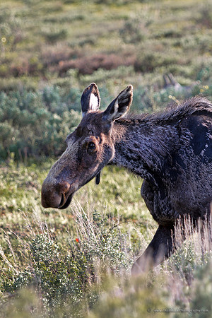 Grand Teton Natl Park 2012 001