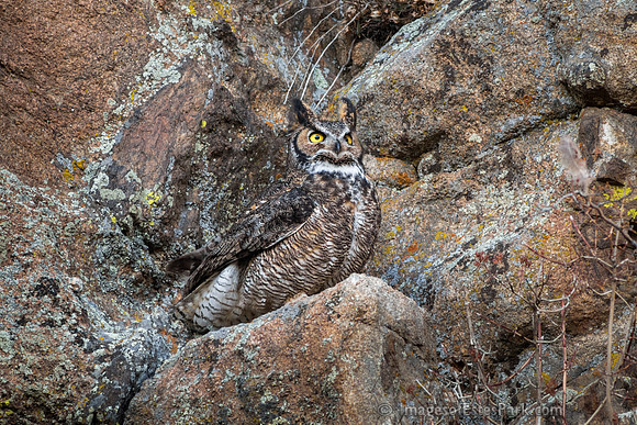 Great Horned Owl