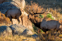 Bugling Bull Elk, Rocky Mountain National Park