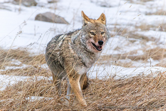 Full Belly - RMNP