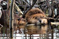 Grand Teton Natl Park 2012 011