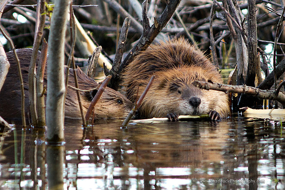 Grand Teton Natl Park 2012 011