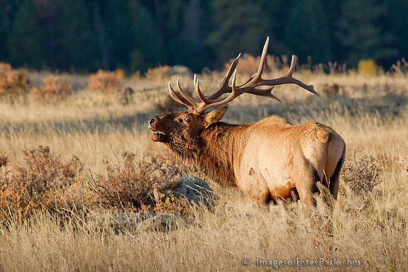 Elk Rut Sunrise @ RMNP