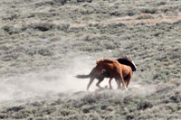 Pilot Butte Mustangs, May 2011