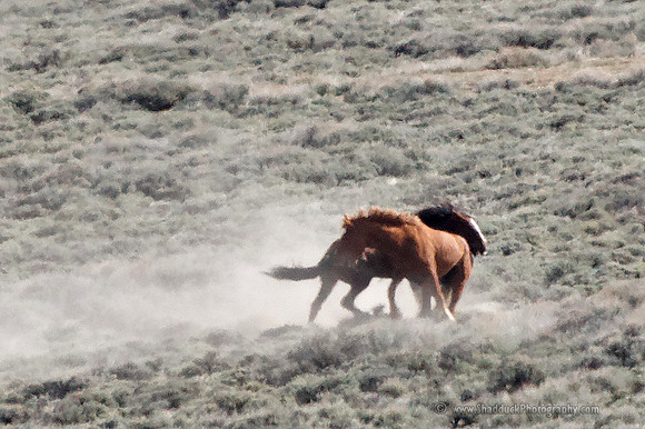 Pilot Butte Mustangs, May 2011