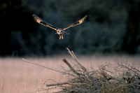 Platte River Short-Eared Owl - Horizontal