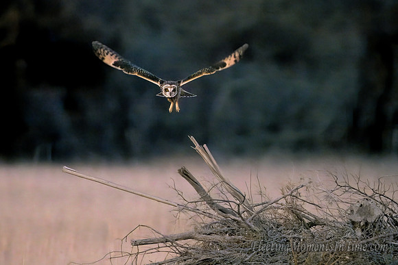 Platte River Short-Eared Owl - Horizontal