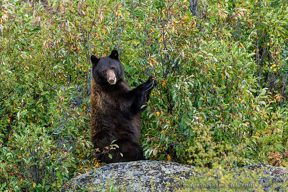 RMNP Black Bear, Pre-Hibernation Berry Feast