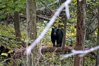 Blackbear Shenandoah Nat'l Park 7-4-2007