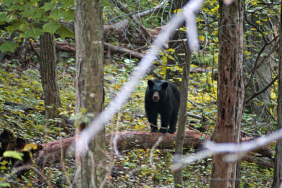 Blackbear Shenandoah Nat'l Park 7-4-2007