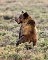 2 yr old Grizzly Cub @ Swan Flats in Yellowstone