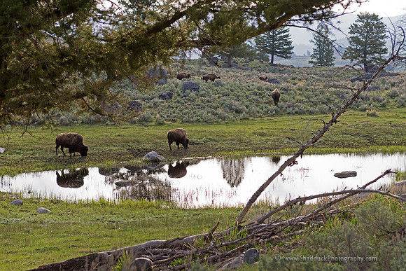 Bison in Yellowstone