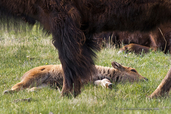 Bison Calf in Yellowstone