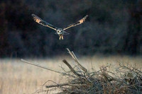 Platte River Short-Eared Owl - Horizontal