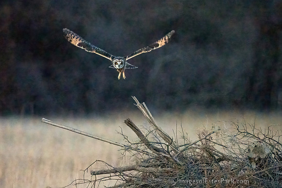 Platte River Short-Eared Owl - Horizontal
