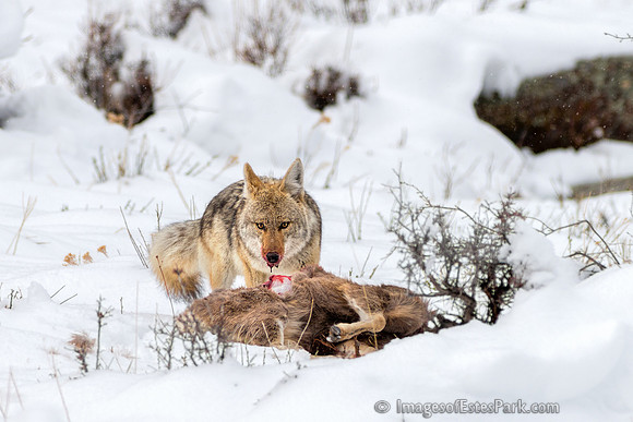 Circle of Life