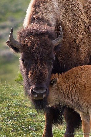 Bison Calf in Yellowstone