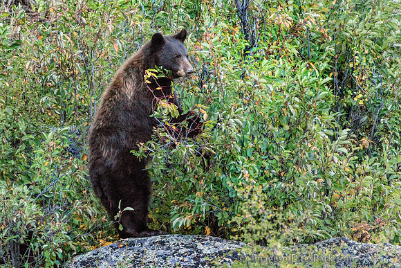 RMNP Black Bear, Pre-Hibernation Berry Feast