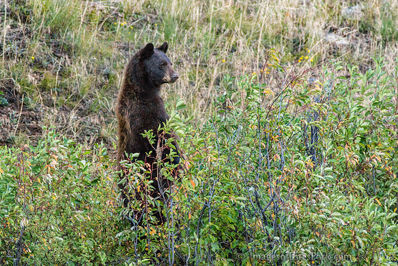 RMNP Black Bear
