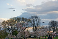 05 DC Cherry Blossom 03292009