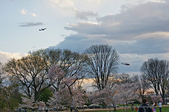 05 DC Cherry Blossom 03292009