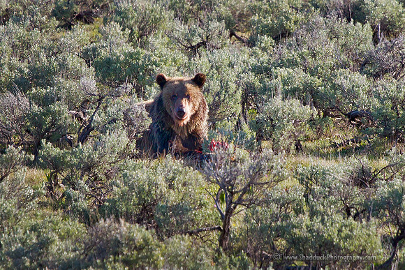 Grizzly Elk Calf Breakfast