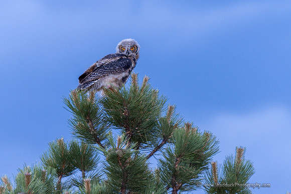 15 Colorado June 2014