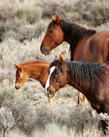 Pilot Butte Mustangs, May 2011